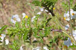 Sticky nightshade